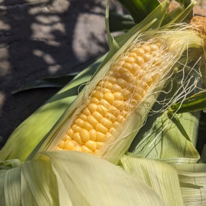 【日テレ出演で話題】超濃厚朝採れとうもろこし☆お試し約1キロ【7月予約】