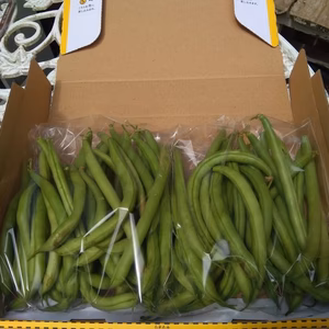 訳ありインゲン！500ｇ　コンパクトbox便