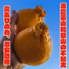 数量限定! 和歌山県産 訳あり でこぽん デコポン  不知火 甘い 