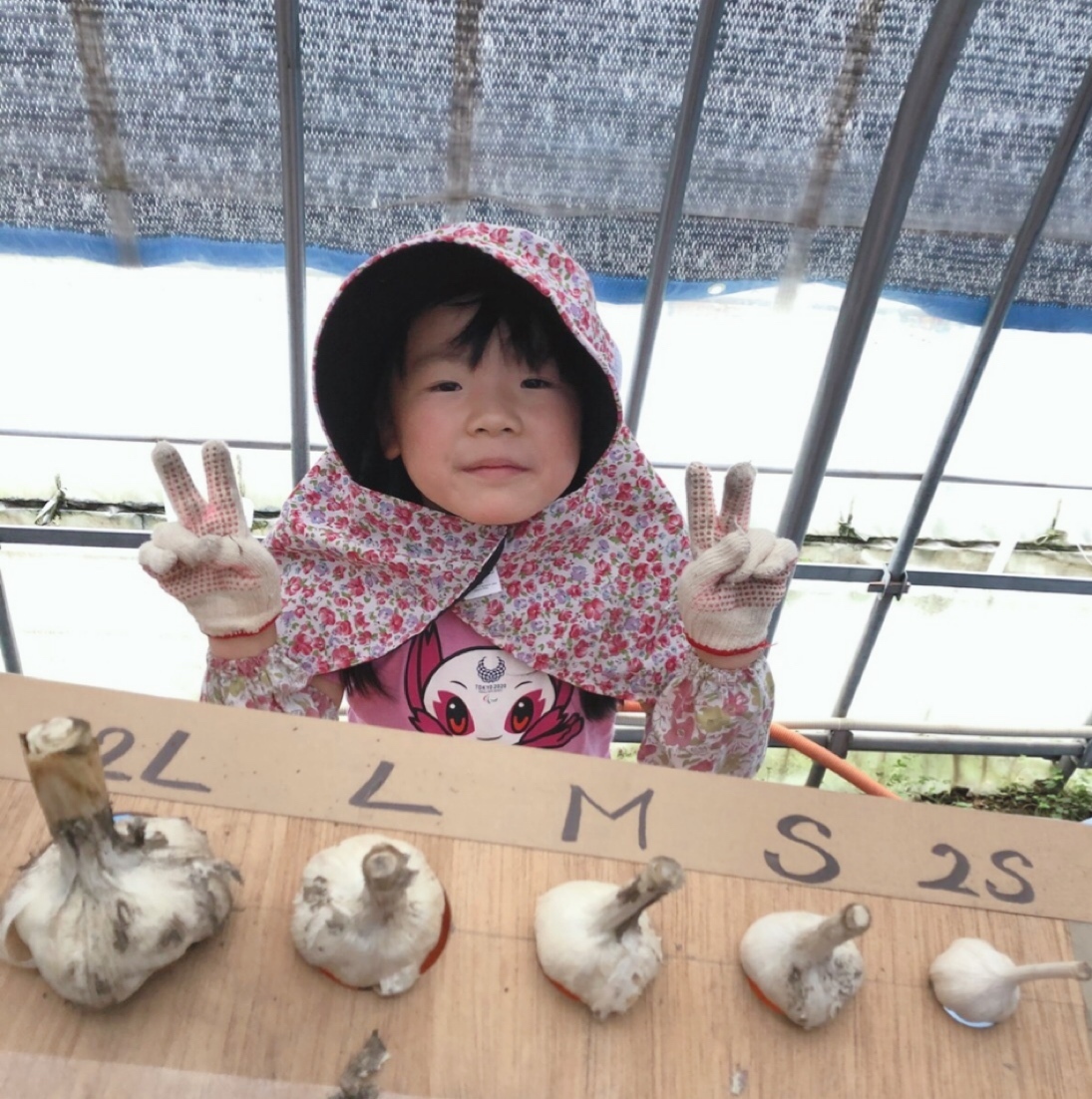 青森県 にんにくの種10kg ねむ 大、特大 消毒済み 双子