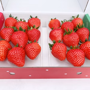 ※12月下旬より順次発送‼幸運の福イチゴ❗️神降臨❗️ 「プラチナ級光姫」❤️