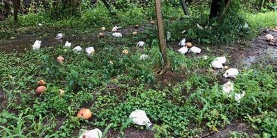 📣【生産者さんからのSOS】令和3年8月豪雨被害で困っています