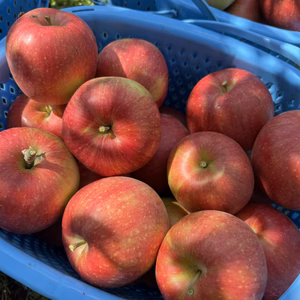 【シナノスイート小玉】特別栽培/ネオニコ不使用/減農薬