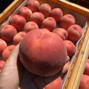 【2026年予約】『さくら白桃』カリッと硬めの甘い桃！9月に食べられる希少品種