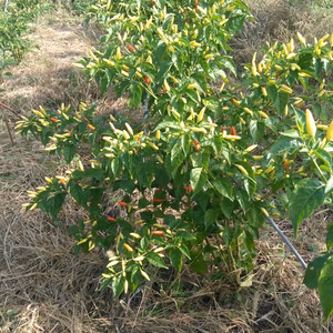 軸付きタバスコ300グラム