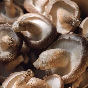 【森も育む循環型農業】食感がまるで違う！原木しいたけ（800g）