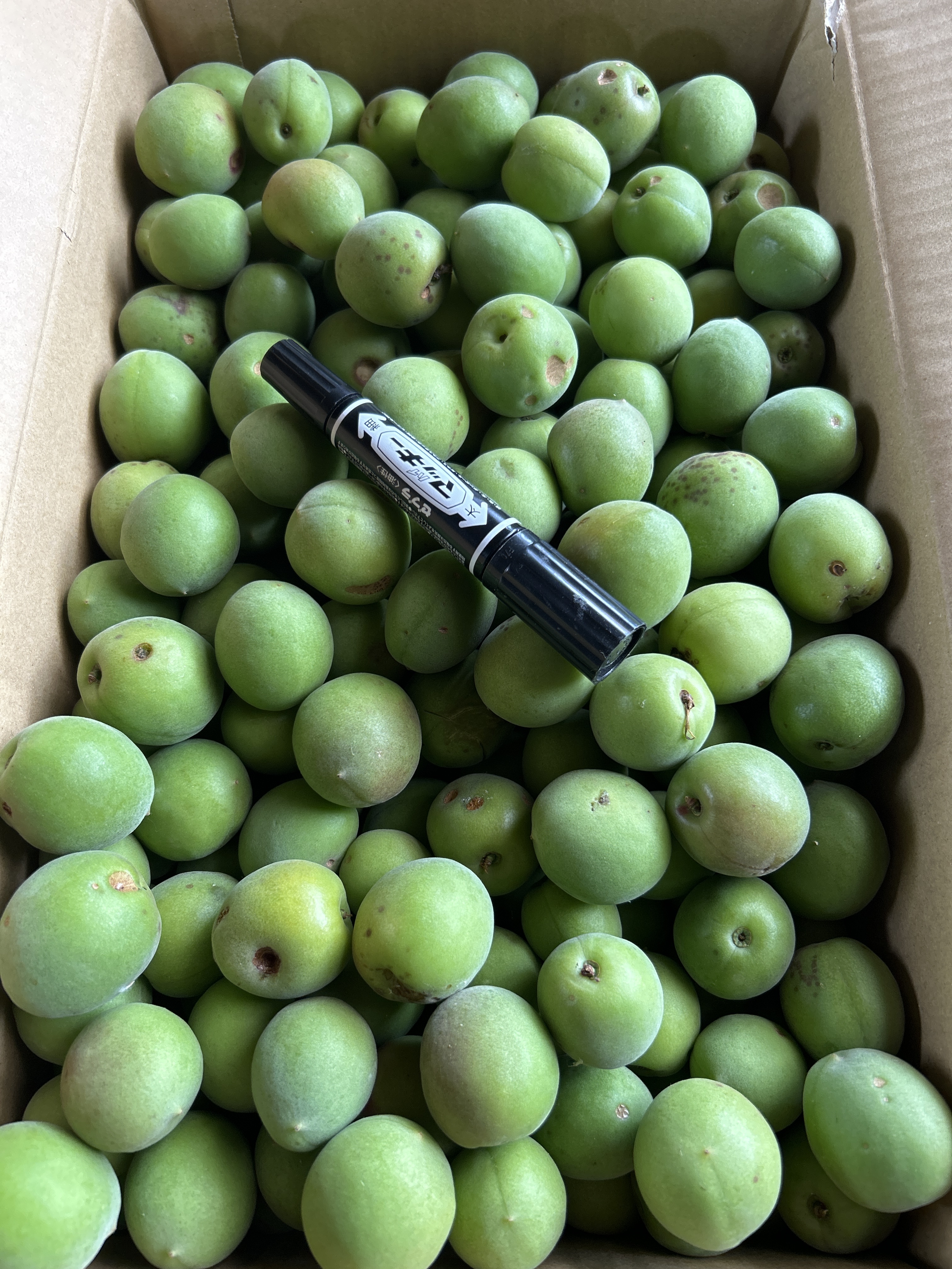 梅　シミ出る可能性大　10キロ　予約　収穫可能　100サイズ発送　郵便郵送 梅（うめ）の通販・お取り寄せ商品｜果物｜ポケットマルシェ｜産地直送