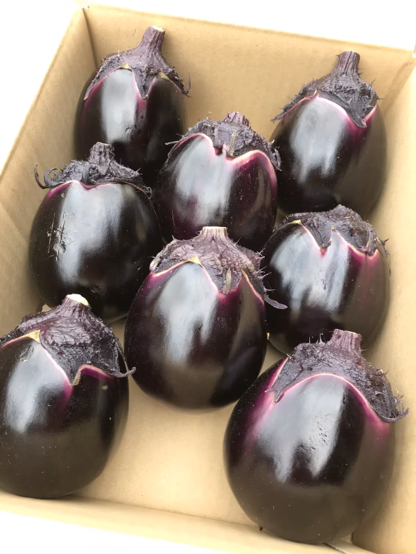 ブランド茄子【りんごあめ】丸茄子　〜135年の集大成〜