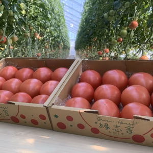 朝採れフレッシュトマト！Ｍ玉桃太郎（1.8kg入)）