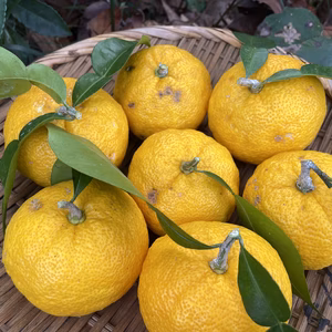 無農薬ゆず1kg柚子【農薬・化学肥料・消毒・除草剤すべて不使用・自然栽培】