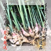 超新鮮！生姜マニアが作る新生姜4㎏　11月1日順次発送予定　