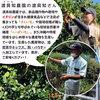 【送料込】紅きくいもクイック｜沖縄産（無農薬）