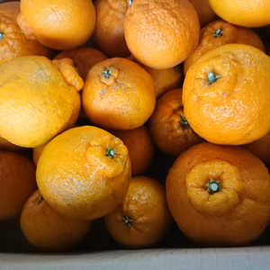 和歌山県日高郡日高川町松瀬産 不知火 ご家庭用  残り1箱