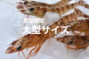 【瞬間氷結】熊本・天草の車海老（大型サイズ/生食可・冷凍）