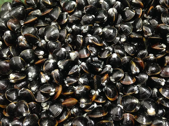 ［定期購入］宍道湖産シジミ（L2kg）毎月