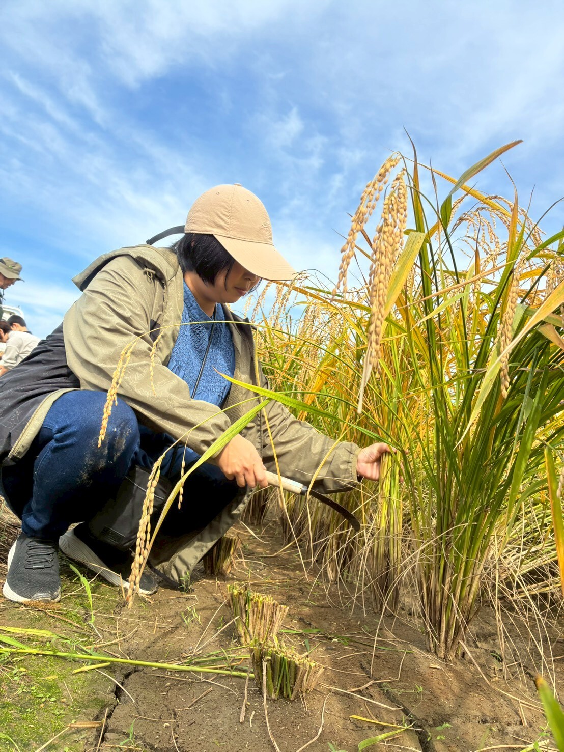 希少 山田錦 もちもち食感】化学肥料・農薬不使用「山田錦」玄米｜玄米