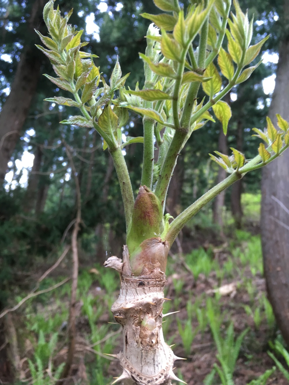 利賀村の山菜セット5種 採れる山菜の中から一番の旬な物をお届します 株式会社上田組 農家漁師直送のポケットマルシェ