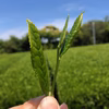 《送料込み・メール便》どうまい緑茶プレミアム