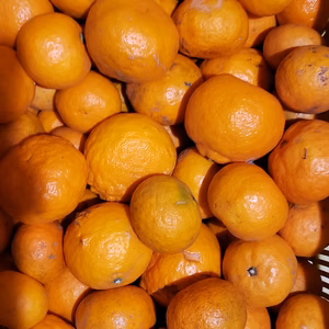  箱込約4.5㌔　家庭用 幻のカラマンダリン　朝市価格