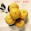 ラスト 2箱❣️お得❣️はるか　家庭用～レモン色の爽やか柑橘～（箱込4kg）