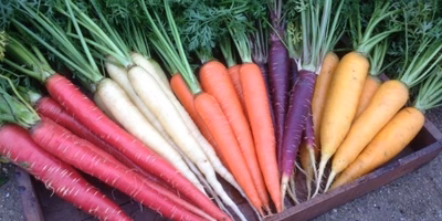 【スタッフ注目の新着商品2/15】見た目美しい😍カラフルにんじん🥕や赤い柑橘⁉️ブラッドオレンジ🍊など