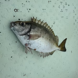 アイゴ　絶品の秋の味