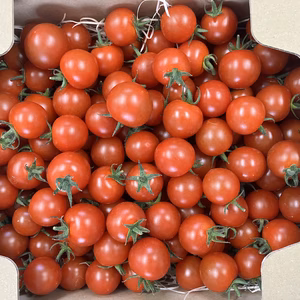 【川上農園】アルル ミニトマト 1.3kg〜　茨城県つくば市産