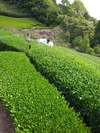 令和５年年新茶　宇治茶：煎茶・荒茶仕立て＜やぶきた＞