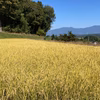 【無農薬　農薬不使用　除草剤不使用　はぜ掛け】信州 天日干し コシヒカリ　玄米