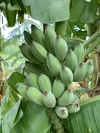 〔無農薬〕寛尚ファームで採れたバナナ