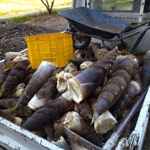 筍　米ヌカ付き　掘ったその日に発送します