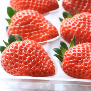 いちご(大粒まりひめ)12粒　ゆりかーご発送　朝採り　