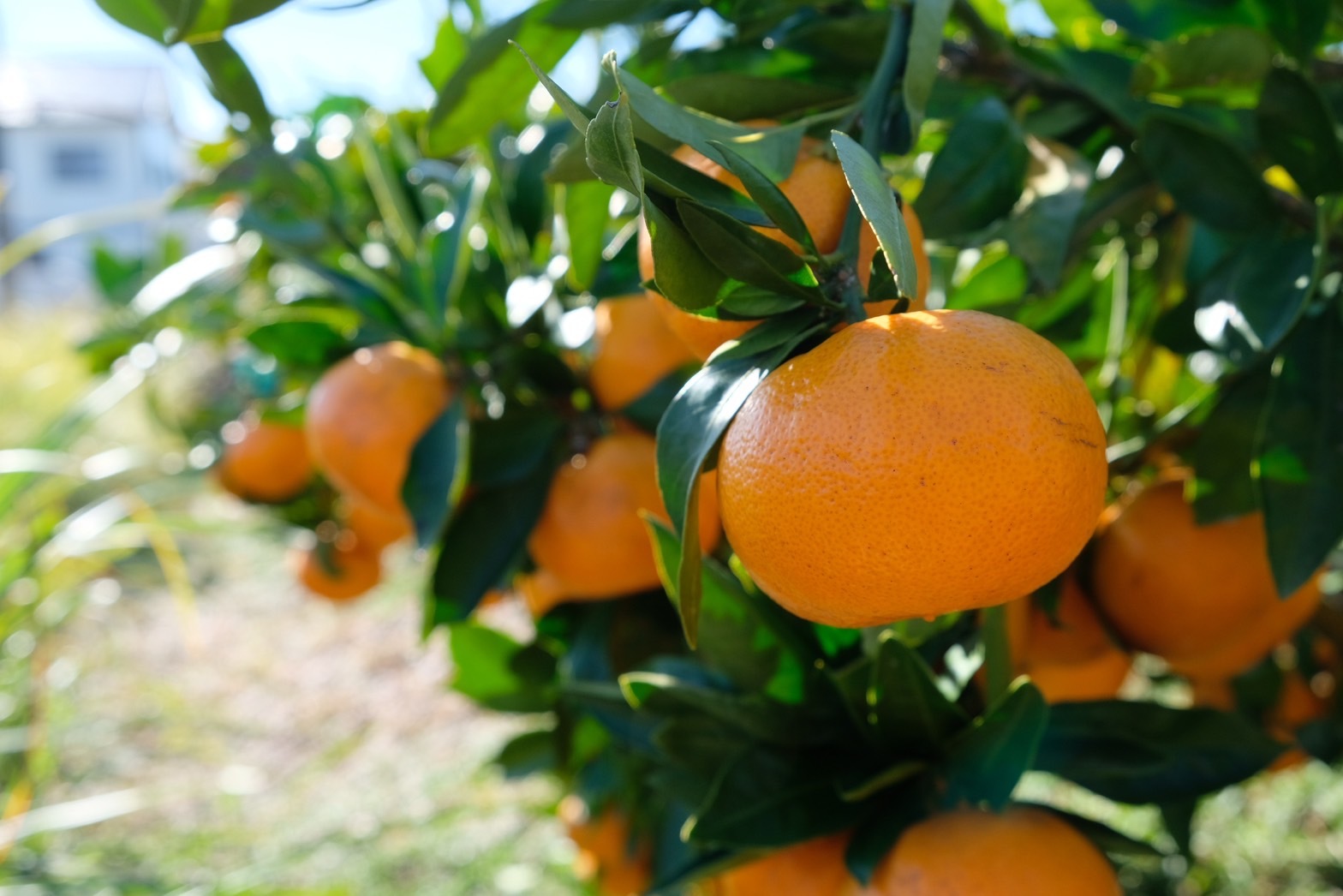 専用♥お年玉超特価❤みかん♥もちぷに♥規格外…大きなブランケット☆Ｗボアケット⭐ みかん 2L 有田みかん 早生 10kg 和歌山 秀品 優品 混合 産地直送 家庭