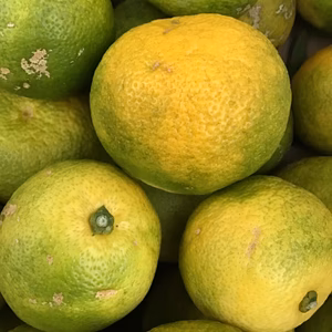 売りつくし❗️完熟すだち１k(傷あり、黄色になりました)