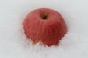 真冬の一番人気！葉とらずふじ青森りんご2.5kg(9〜14玉)