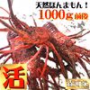 予約割引1000円OFF！9/28～順次発送！活き伊勢海老1000ｇ2～5尾