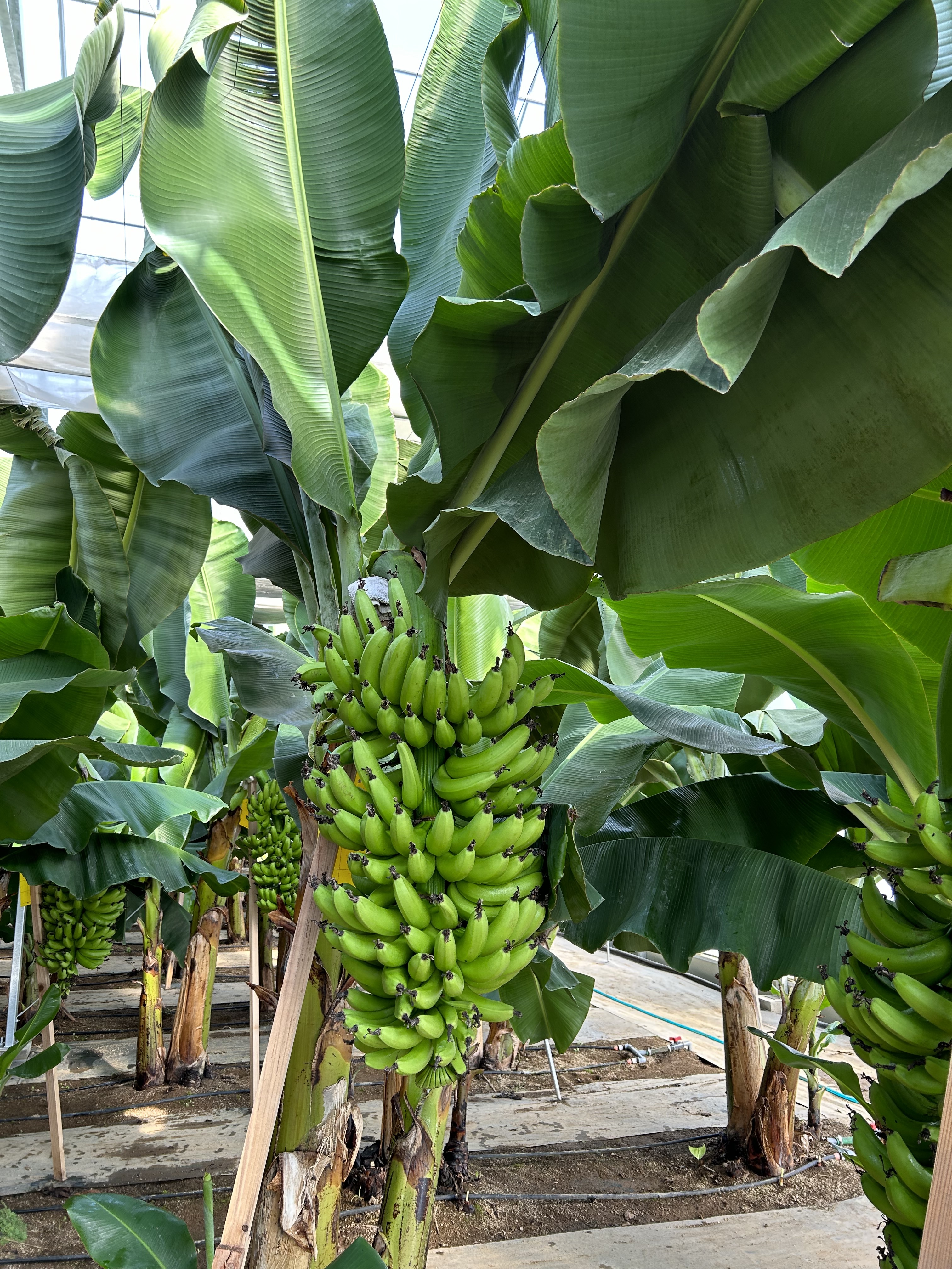 バナナ苗 グロスミッチェル 【公式通販】