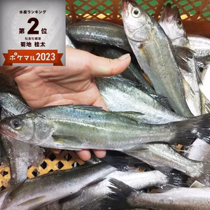 生セッパ(スズキ)1人1匹の焼き魚に最高サイズ 2k～8kg 鮮魚刺身も可能