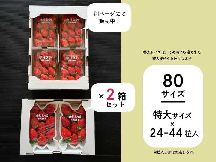 まりひめ いちご 大粒(箱込み約750g×2) 3 13収穫・発送 苺 イチゴ - 果物