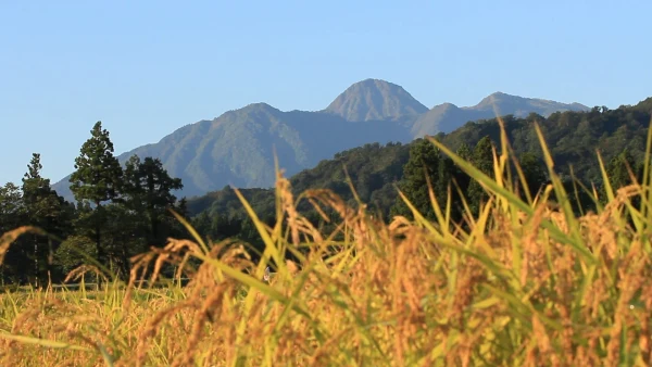 【平成29年度新米】新潟県認証特別栽培コシヒカリ玄米10キロ