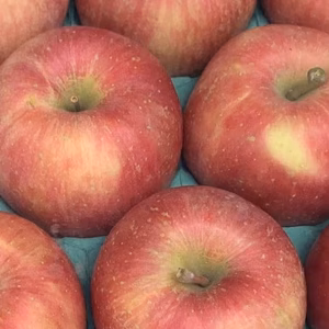 【１２月お届け】陽だまりりんご『完熟サンふじ』【ご家庭用】