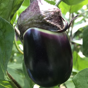 【期間限定】時間を味わうなす？　ブランド茄子【りんごあめ】絹皮水茄子