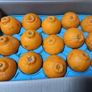 少々訳あり！家庭用　くまもと県産　しらぬい