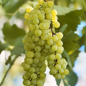 【世界最古のロマン】ネヘレスコール（約1kg、1～2房）