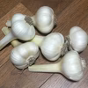 自然栽培【小玉/極早生玉ねぎ(固定種)4.5キロ、ジャンボニンニク0.5キロ】