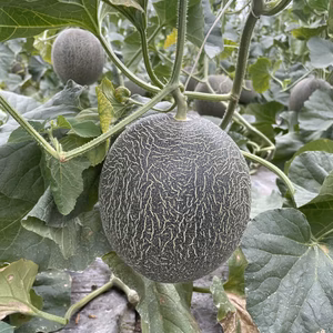 【家庭用】7/30午前中迄限定☆肥後グリーンメロン☆