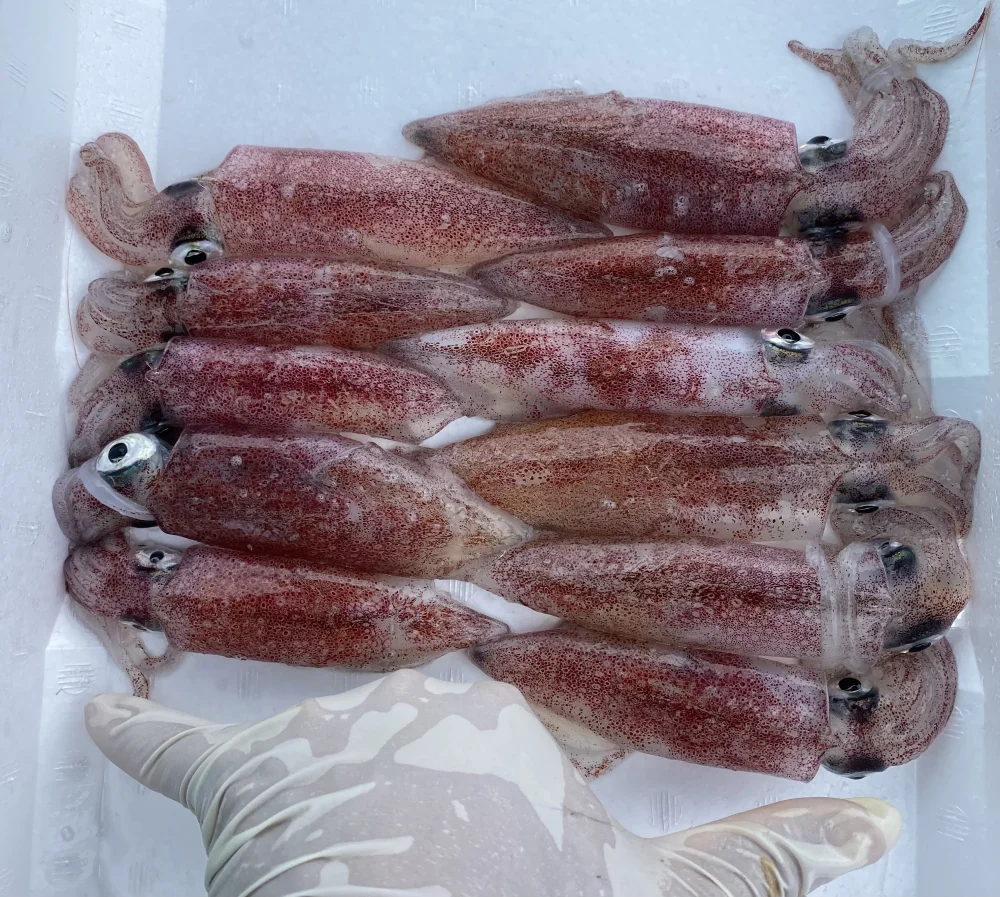 送料一律800円: ケンサキイカ(中〜小) 1kg 250g×4袋