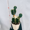 ［在庫］　柱サボテン　鬼面角 ブランチ　観葉植物　室内　多肉植物　ユニーク