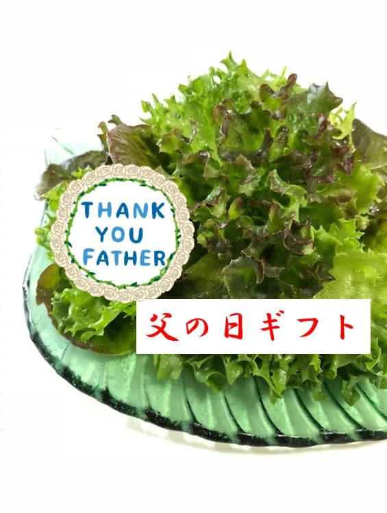 父の日【健康野菜村】レタス3種セット【野菜で健康に！】