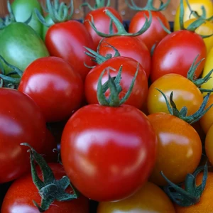 【予約受付！】 農楽園おまかせトマトセット　４～８種類のトマト　１ｋｇ箱詰